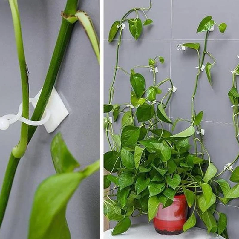 Plant Support: Plant Wall Climbing Fixing Clips